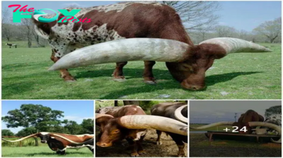 Discovery of the mutant cow species with the largest horn size on the planet surprises everyone (video)