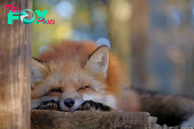 The Fascinating World of Foxes: Adaptability, Intelligence, and Survival H22