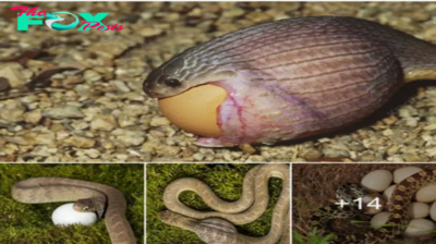 Lamz.Exploring Nature’s Adaptation: How a Snake Evolves to Forfeit Venom and Fangs in Favor of an Egg Diet