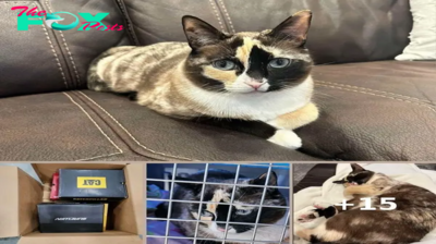 Family’s Missing Cat Found Alive In An Amazon Box 650 Miles From Home