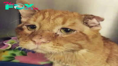 The spouses wanted to adopt cat, so they picked the saddest and most unhappy cat out of all of them: Within hours, the cheerful animal underwent incredible transformation!
