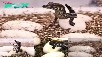 Whoa! Witness the touching spectacle of a young pygmy crocodile hatching from its egg