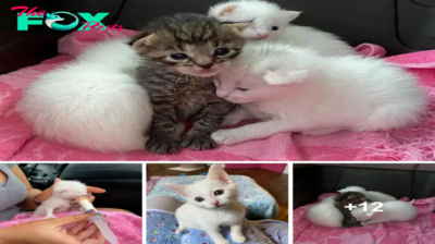 SOT.Tabby Kitten Cuddles with Littermates Until Rescue Arrives, Now Lives Each Day to the Fullest.SOT