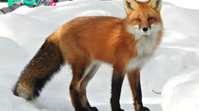 Adaptable and Cunning: The Fascinating World of Foxes H12