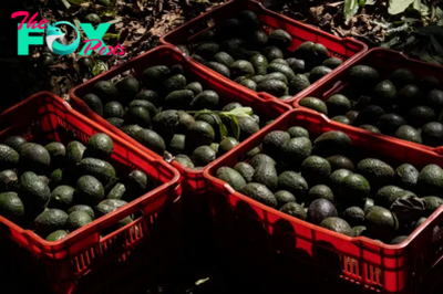 U.S. Suspends Some Mexico Avocado Shipments Due to Inspector Incident