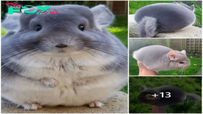 Adorable purple chinchillas look perfectly round from behind