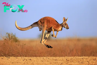 Kangaroos: Marvels of the Australian Outback and Champions of Adaptation