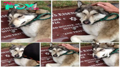 LS .”A sorrowful Husky, deeply saddened, continues to cry beside the resting place of its owner.”