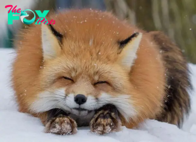 The Fascinating World of Foxes: Adaptability, Intelligence, and Survival H12