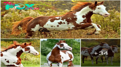 Embracing the timeless elegance of brown horses – nature’s exquisite equine palette.