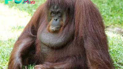 Orangutans: Guardians of the Rainforest and Symbols of Conservation