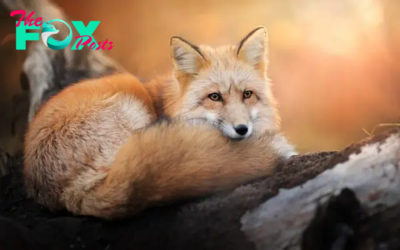 The Fascinating World of Foxes H12