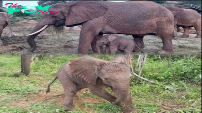 Lamz.Naisula’s Journey: From Orphaned Child to Symbol of Hope in Tsavo National Park