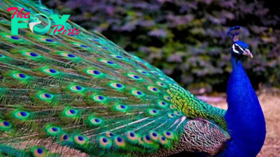 The Regal Beauty of Peacocks: A Symphony of Colors and Grace