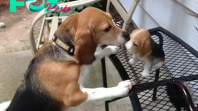 NN.The poignant tale of a Beagle puppy abandoned by its mother, embarking on a solitary journey of independence after receiving her final farewell kiss, evokes profound emotional responses and brings tears to many.