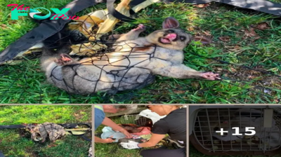 Desperate Animal Trapped In Soccer Net Locks Eyes With Unsuspecting Mom