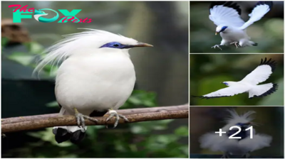 The Bali Myna: A Jewel of Indonesia’s Avian Heritage