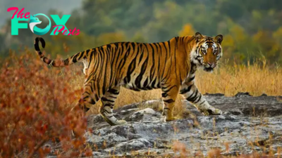 Tiger Habitats: The Diverse Environments Where Tigers Roam