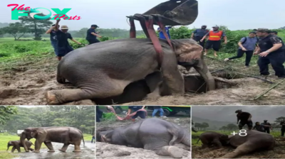 Heroic Rescue: Vets Perform CPR to Save Elephant Mother While Calf Watches.hanh