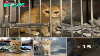 Cartoon-Like Cat Surprises Shelter Staff With His Permanent Scowl