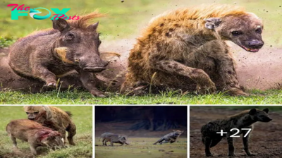 Heartbreaking Image of a One-Eyed Lion Rescued from Cruel Circus Torturers. A Dramatic Journey Begins as This Majestic Creature Embarks on the Slow Road to Recovery