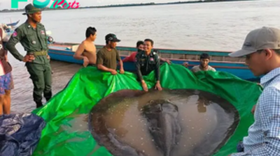 LS ”The world’s largest freshwater fish has been captured as a mysterious river creature, weighing as much as a grizzly bear, is pulled from the water.”