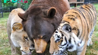 dung..Heartwarming Moment: Bear, Lion, and Tiger Dine Together, Highlighting Unique Inter-Species Connection..D