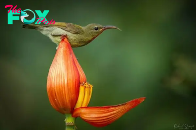 LS ”Beautiful photo captures a small bird using flower petals as a bath”