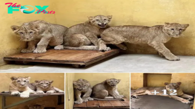 Lamz.Heartwarming Rescue Mission: Yorkshire Wildlife Park Saves Lioness and Cubs Amid War-Torn Ukraine