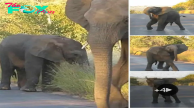 Adorable Baby Elephant Charms Tourists with Playful Dance in South Africa.hanh