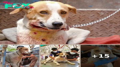 Dog’s amazing recovery after leopard attack left him horrifically wounded.