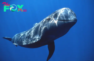 Whales: Majestic Giants of the Ocean H13