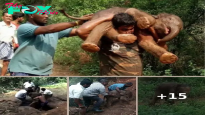 Kind-hearted man carries injured baby elephant on his back to get treatment