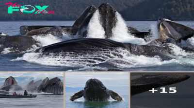 These Gentle Giants Of The Ocean Are In Full Flight As They Feed Off The Coast Of Alask