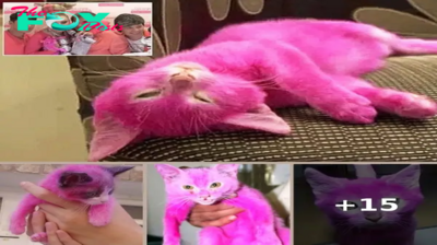 Cat dyed pink by owner dies ‘after ingesting toxic substance on its fur’