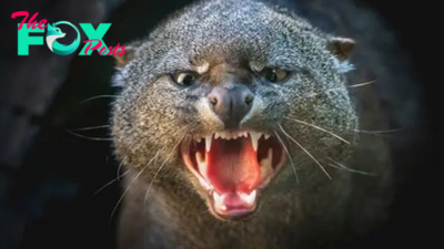 Jaguarundi: The little wildcat that looks like an otter and has 13 ways of 'talking'