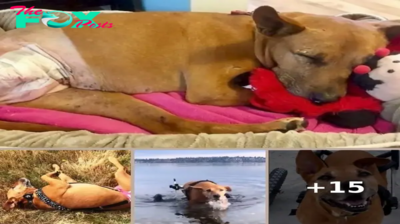 Three Legged Dog Was Used As Bait Dog & Then Dumped, They Wept When They Found Her