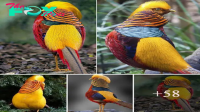 The enchanting charm of the golden pheasant