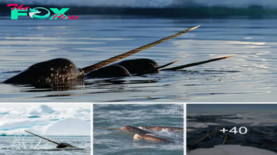 Did you know narwhals have a unique way of seeing?
