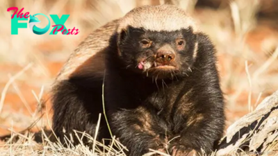 Honey Badger: The Fearless Warrior of the Animal Kingdom