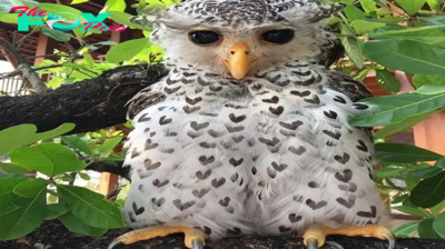 This Spot-bellied eagle-owl has feathers with heart markings