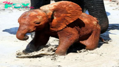 Lamz.The Baby Elephant, Born Less Than Two Weeks Ago, Already Captures Hearts as the Zoo’s Newest Favorite