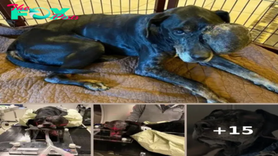 The Stray Dog With A Tumor Who Found Love In His Final Days Until His Last Breath