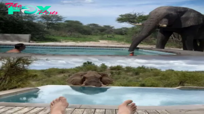 Elephant’s Surprise Visit Delights Guests at Botswana Lodge