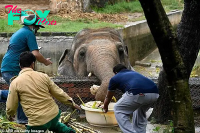 dung..After 35 Years in a Cramped Enclosure at a Pakistan Zoo, the ‘World’s Loneliest Elephant’ will Finally Gain Freedom Thanks to a Campaign Led by Animal Welfare Activists..D