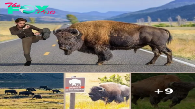 Drunk Yellowstone tourist kicks bison, injuring himself before getting arrested