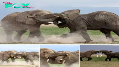 Epic Battle of Giants: Elephants Clash for Herd Dominance in Kenya’s Amboseli National Park.hanh