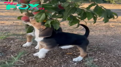 SO.Caught in the Act: Two Beagle Dogs’ Hilarious Peach Heist on Camera.SO