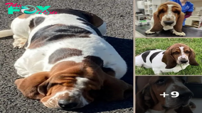 My basset hound was having trouble seeing — I took him to get a facelift