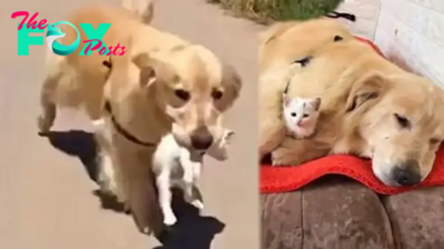 NN.”With an overflow of compassion, a Golden Retriever strolls through the neighborhood and returns with a stray kitten in tow, exemplifying dogs’ innate empathy and protective instincts.”